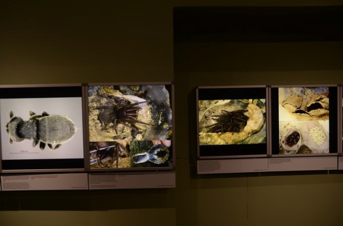 Wasp_exhibition__DSC3457